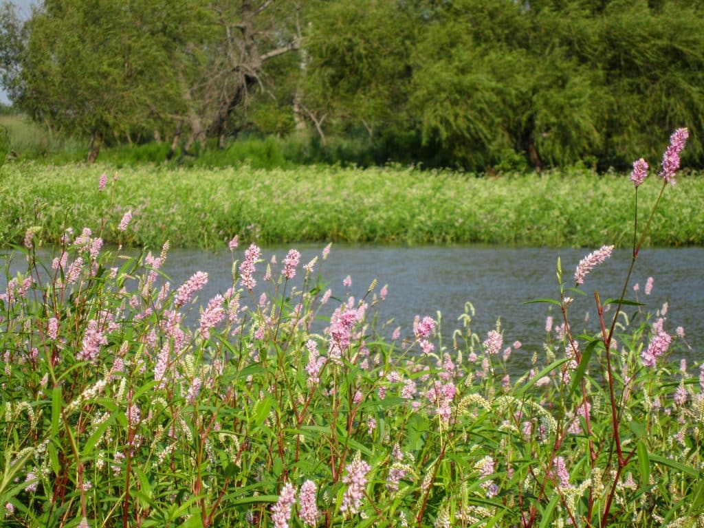 A wetland with smartweed flowers.
