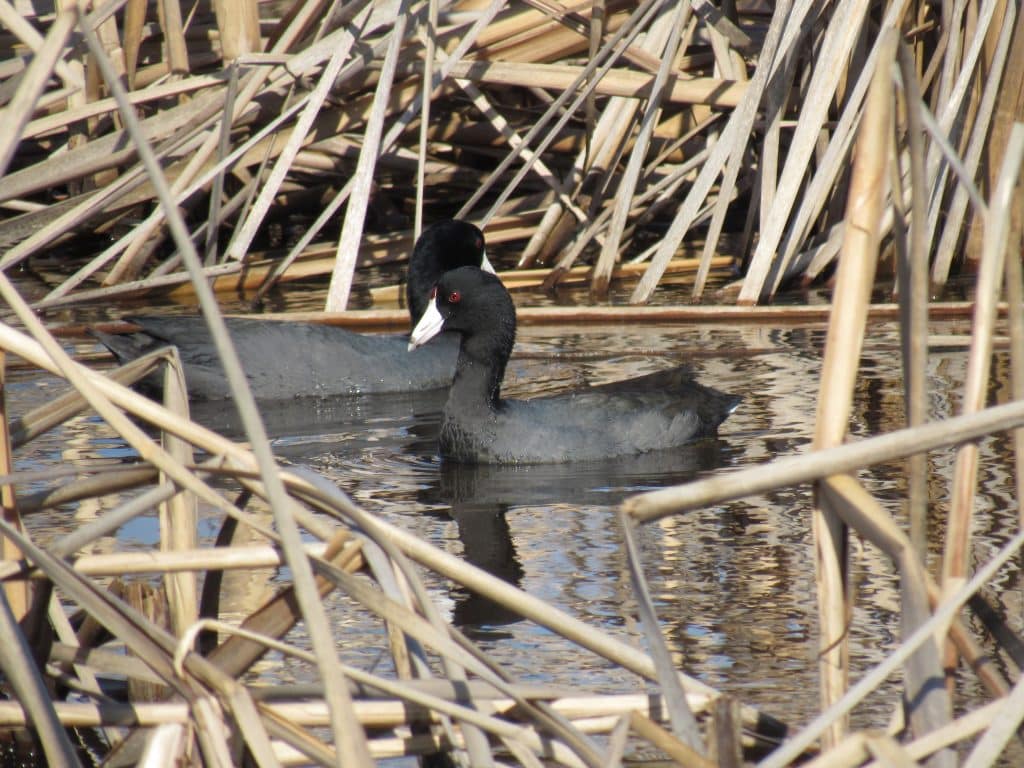 A duck floating on the surface of an Oklahoma wetland.